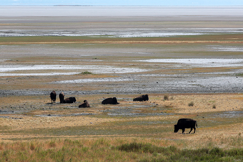 Bison : Antelope Island : Utah : Landscape Photos : Richard Moore : Photographer